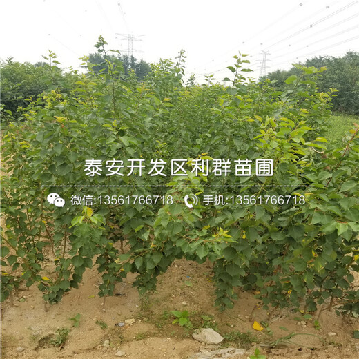 新品種杏樹苗出售價(jià)格、2019年新品種杏樹苗多少錢一棵