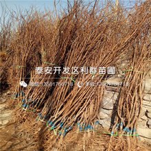 新世纪黄桃苗价格图片