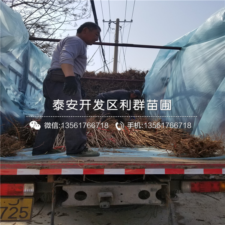 巨鹿串枝紅杏苗批發價格、巨鹿串枝紅杏苗批發基地