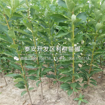 2019年南水梨苗品种