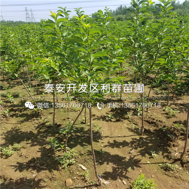 石榴小苗销售基地