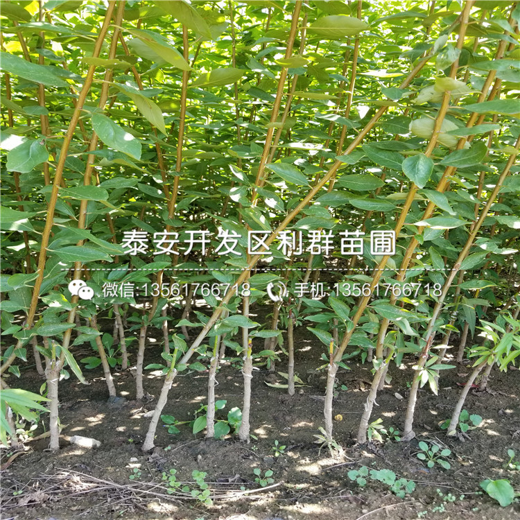 黑苹果苗出售价格多少