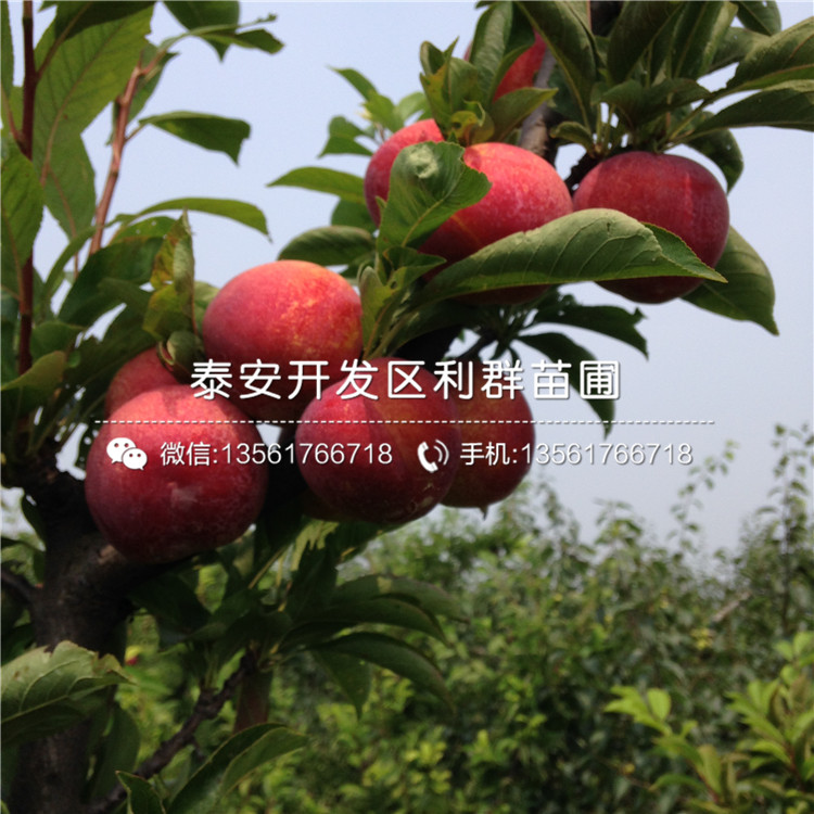 山东123苹果树苗、山东123苹果树苗出售基地