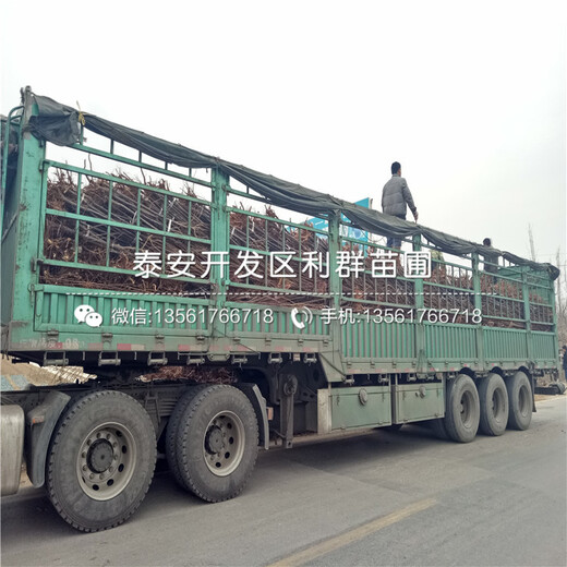 大白草莓苗批發(fā)基地、大白草莓苗價格多少