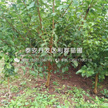 库尔勒香梨树苗多少钱、库尔勒香梨树苗价格多少图片3