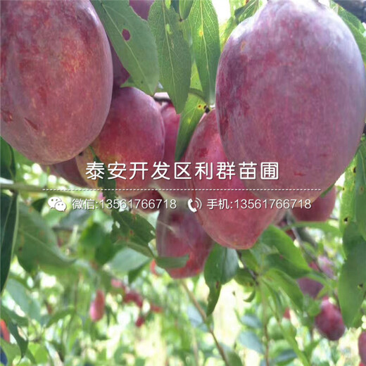 哪里有國光棗樹苗批發(fā)、2019年國光棗樹苗價格