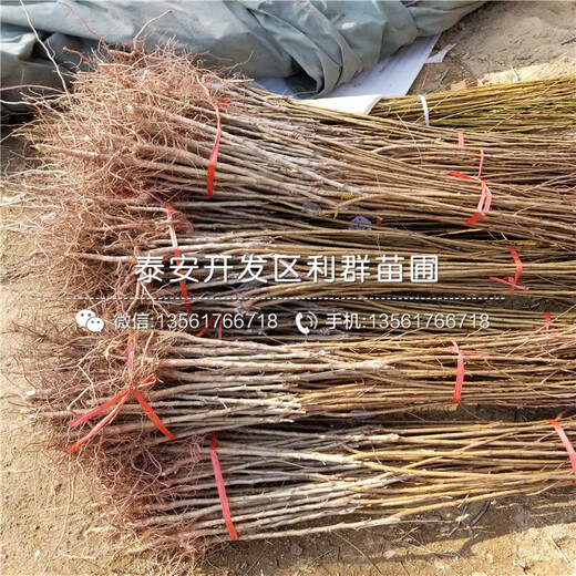 新品種庫爾勒香梨樹苗、庫爾勒香梨樹苗多少錢一棵