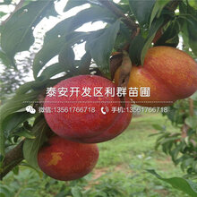 新品种5公分水蜜桃苗图片