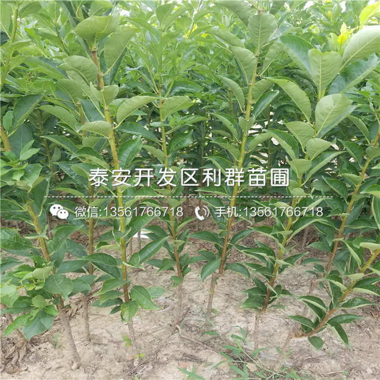 2019年草莓秧苗价格、草莓秧苗价格