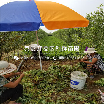 2019年10公分棗樹苗價格、10公分棗樹苗出售價格