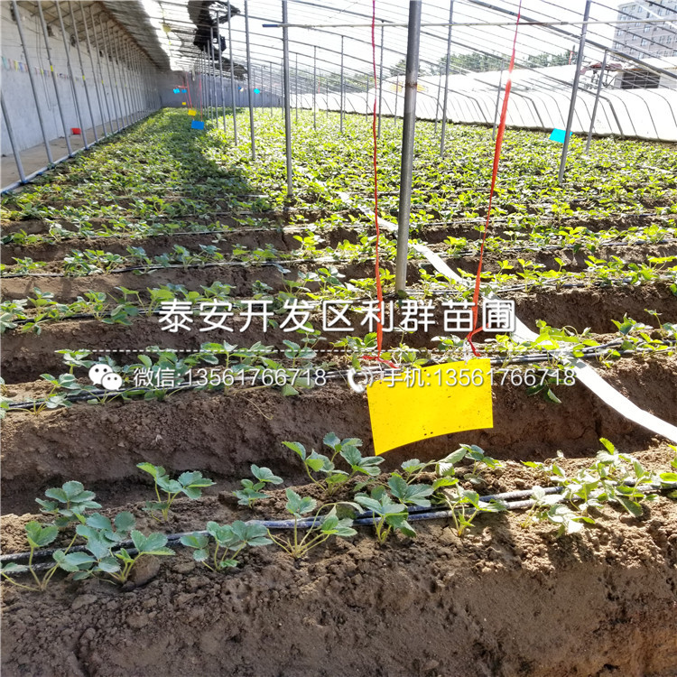 京留香草莓苗基地出售