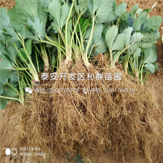 翠冠梨樹苗批發(fā)、翠冠梨樹苗批發(fā)價(jià)格