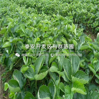 臭橘種子上車價(jià)格、2019年臭橘種子報(bào)價(jià)