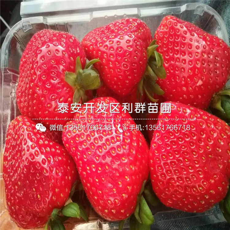 大白草莓苗出售价格多少