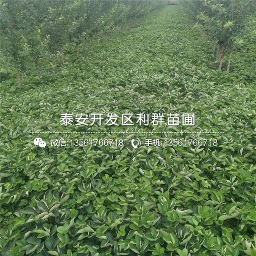 新品種山楂樹苗價(jià)格、2019年新品種山楂樹苗基地