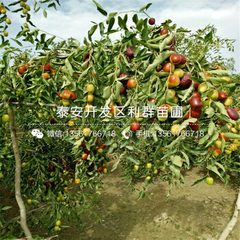 新品種紅巨蜜石榴樹(shù)苗、新品種紅巨蜜石榴樹(shù)苗多少錢(qián)一棵