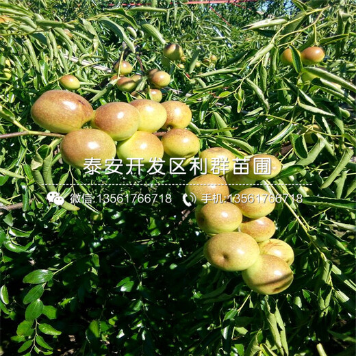 幸運李子苗批發(fā)、2019年幸運李子苗出售