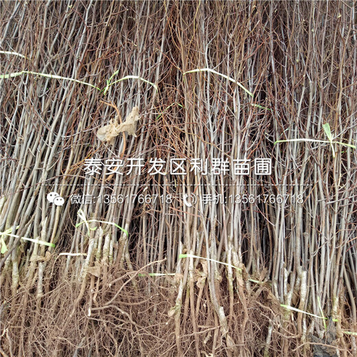 一株3公分山楂苗多少錢(qián)