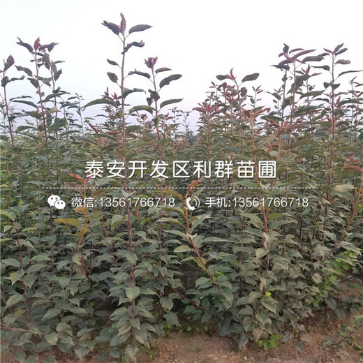 2018年蘋(píng)果樹(shù)苗品種介紹、2018年蘋(píng)果樹(shù)苗價(jià)格多少