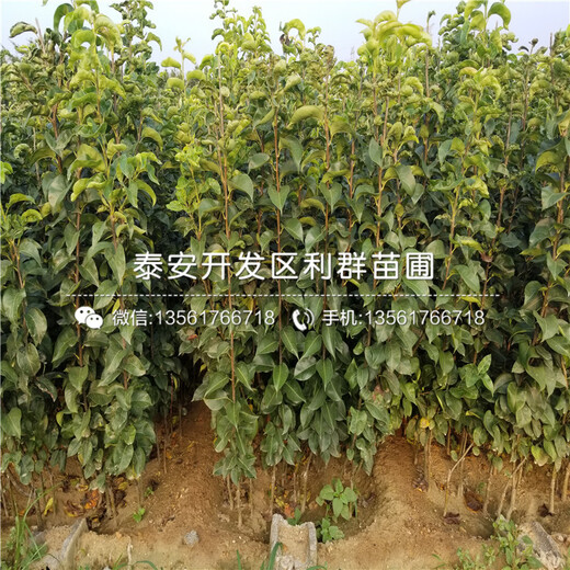 山東批發(fā)柿子苗、批發(fā)柿子苗價(jià)格多少