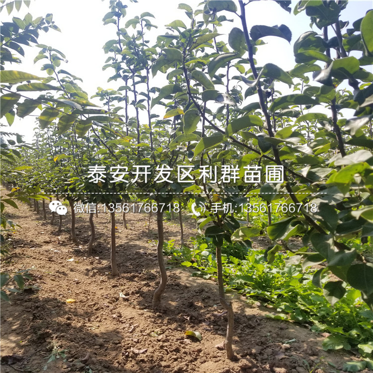 2019年桃树种苗批发基地