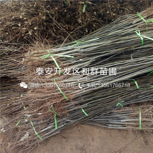 原生梨樹苗出售基地、原生梨樹苗價格多少