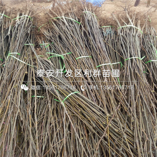 2019年5公分李子樹苗、5公分李子樹苗批發(fā)價(jià)格