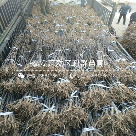15公分蘋(píng)果苗出售、2019年15公分蘋(píng)果苗多少錢(qián)