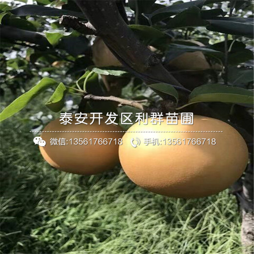 女皇女神李子苗品種