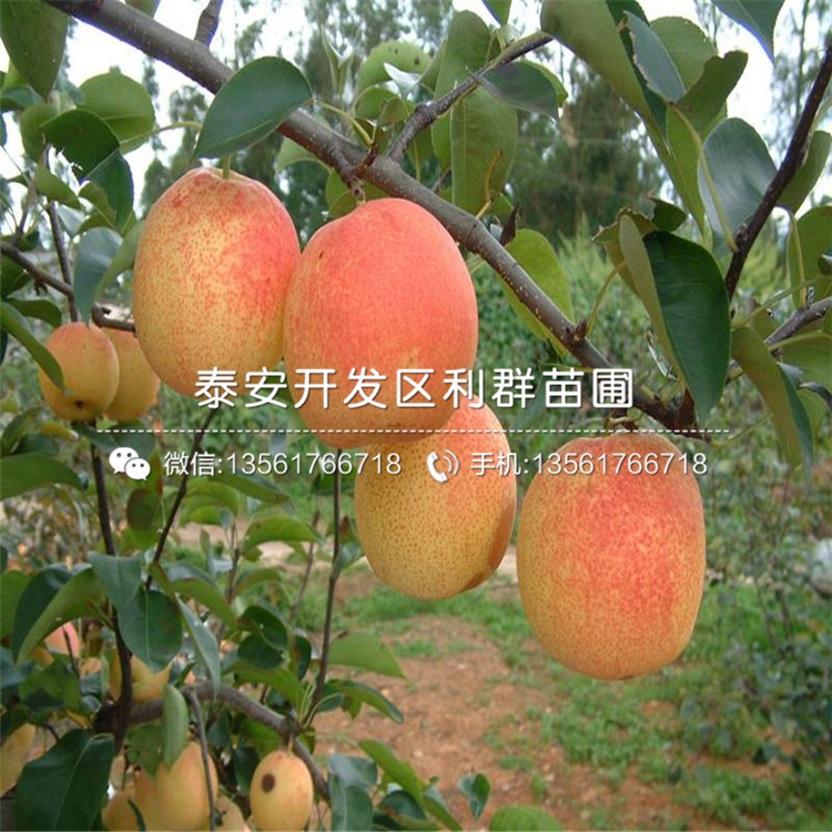 红杏树苗供应基地