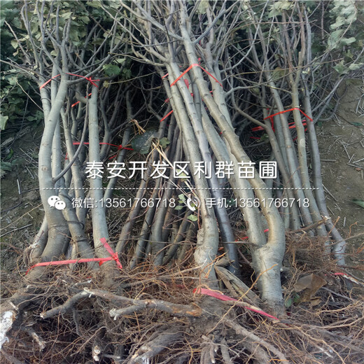 批發(fā)棗樹苗多少錢、批發(fā)棗樹苗批發(fā)價格