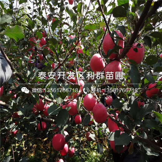 晚熟7公分山楂苗多少錢一棵