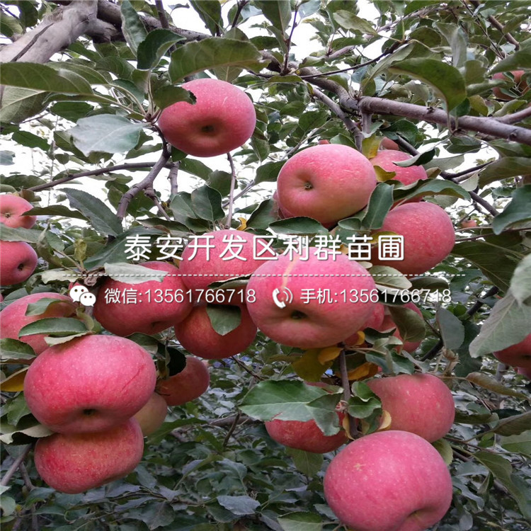 苹果树苗哪里便宜