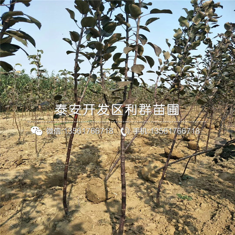 玉露香梨树苗出售价格、玉露香梨树苗出售基地