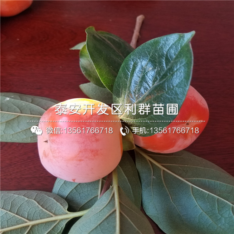 葫芦枣苗出售、葫芦枣苗价格