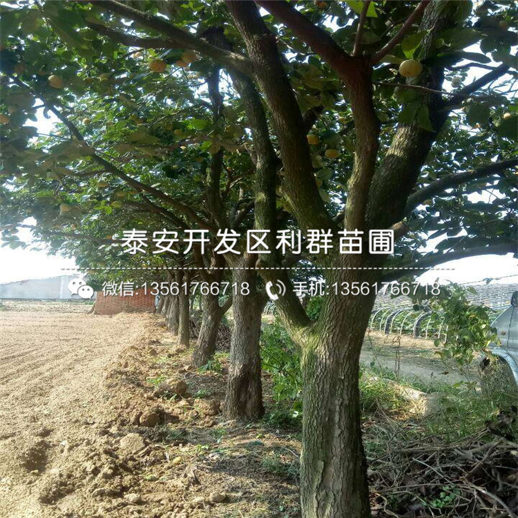 中熟山东苹果苗价格