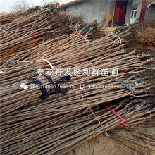 2019年4公分枣树苗、4公分枣树苗出售价格图片