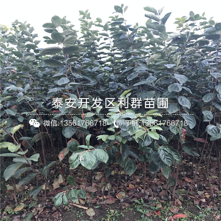 石榴树新品种、2019年石榴树新品种