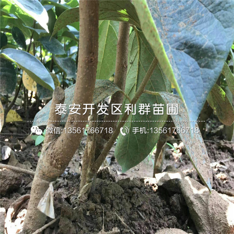 晚熟15公分枣树苗多少钱一棵