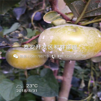 矮化柱状苹果树苗价格、2019年矮化柱状苹果树苗价格