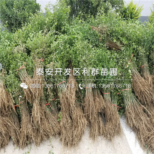 金太陽杏樹苗出售基地、金太陽杏樹苗報價