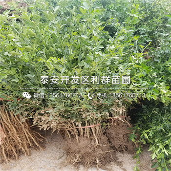 山东2公分梨苗出售基地