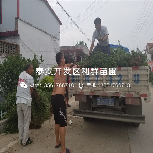 矮化砧蘋果樹苗價位多少