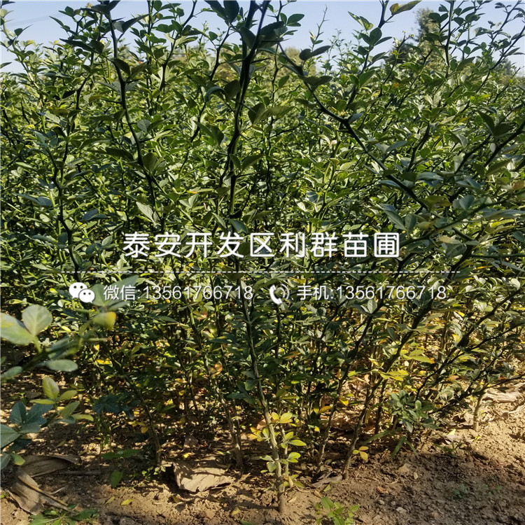 新品种白雪小町草莓苗多少钱