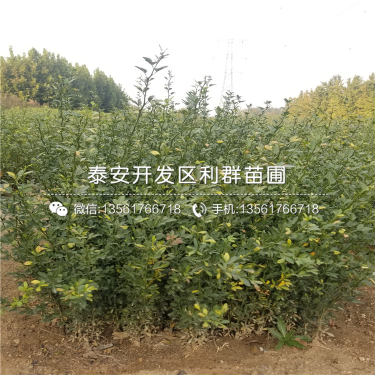 苹果树苗哪里便宜