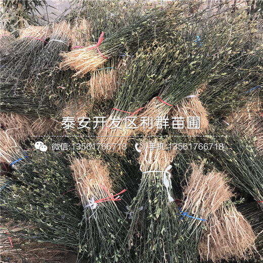 山東紅心蘋果樹苗、紅心蘋果樹苗批發(fā)基地
