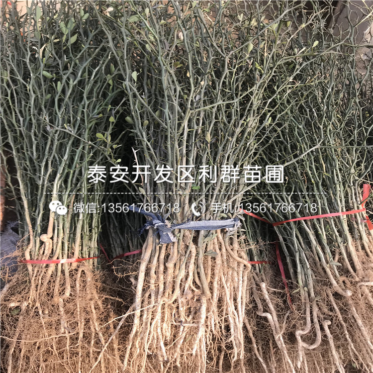 占地梨苗批发多少钱一棵