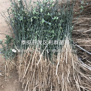 8公分棗苗多少錢、2019年8公分棗苗價(jià)格