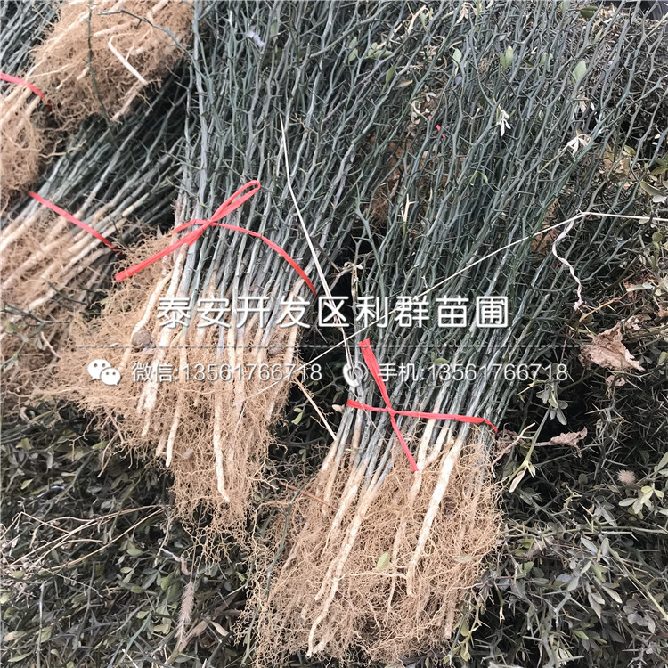 2019年桃树种苗批发基地