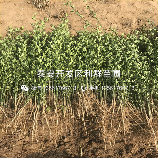 新品種蘋果苗基地出售